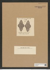 Biddulphia caraibica Tr. et Witt. (de-Toni-Nr.: Genus 123, Species 3480) Zeichnungen Sammlung Grunow Nr. 6976 (NHMW-BOT-W0375877)